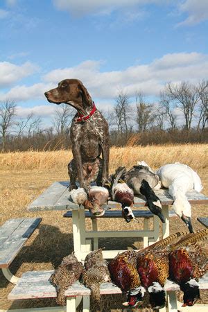 Breed Profile: German Shorthaired Pointer - Gun Dog