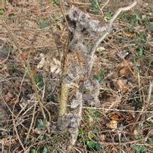 Gibside: Wildlife Tracks & Signs