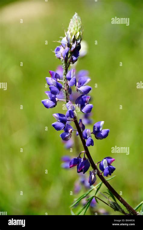 Blue lupine flowers bloom. California, USA Stock Photo - Alamy