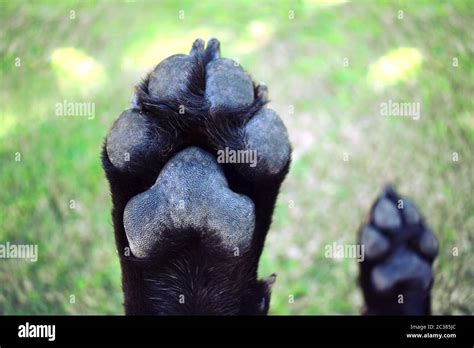 A black Labrador`s paws while his belly is getting a scratch Stock Photo - Alamy