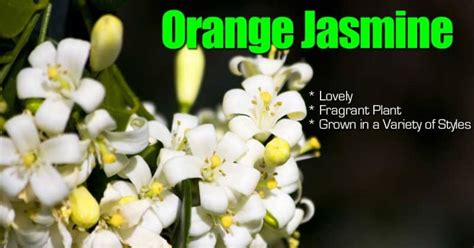 Orange Jasmine A Lovely Fragrant Plant Grown in a Variety of Styles