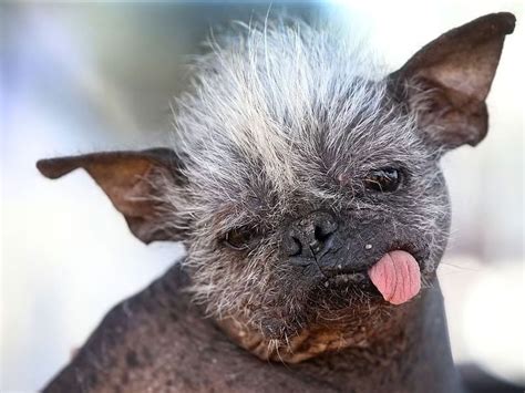 Say hello to the world’s ugliest dog, Mr Happy Face - Lifestyle - SAMAA