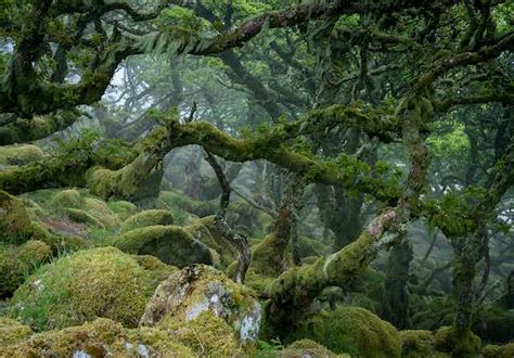 How to recognise a temperate rainforest in Britain and Ireland when you see one