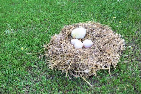 Mute Swan Nest Eggs — Stock Photo © hlavkom #199952014