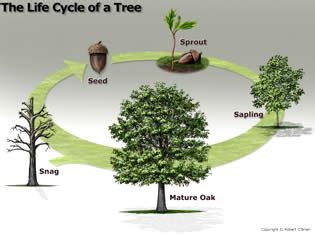 When are trees considered to be in the adult stage of their lifecycle ...