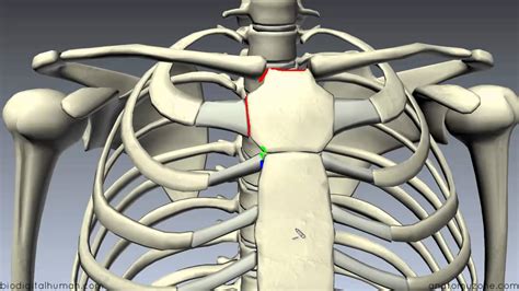 Sternum Location