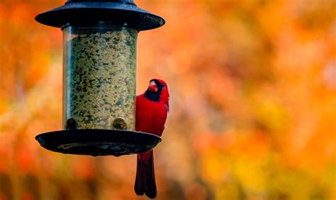 What do Cardinals eat at feeders - Wildlifeful