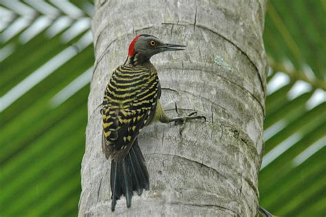 dominican republic birds