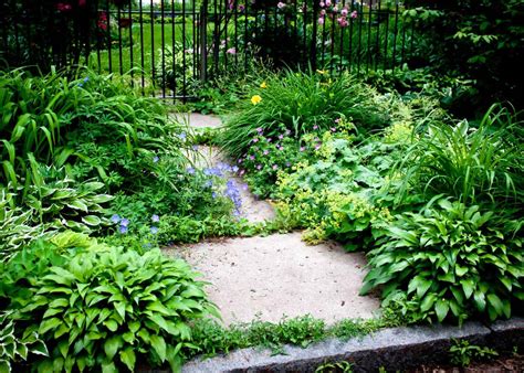 14 low maintenance perennials for shade 🍀🌿 Beautify low-light areas