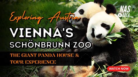 Exploring Vienna's Schönbrunn Zoo: The Giant Panda House and Tour Experience? - YouTube