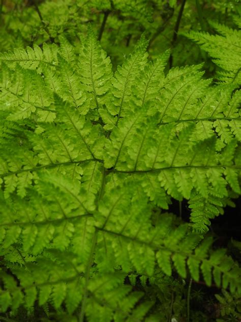 The ferns of Scotland's rainforest — Alliance for Scotland’s Rainforest