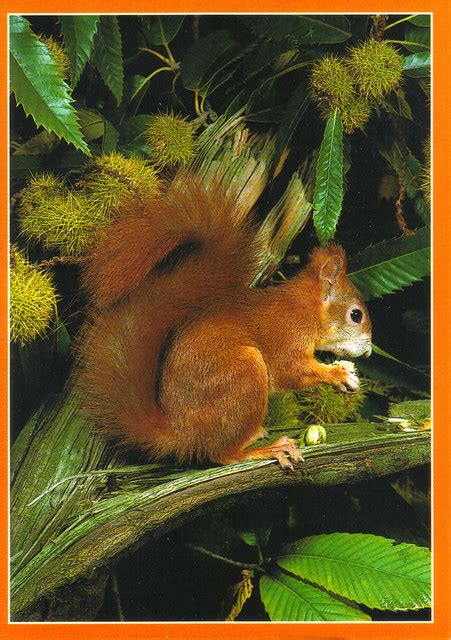 German Red Squirrel Postcard | Flickr - Photo Sharing!