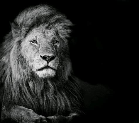 Black Lion 4k Wallpapers - Wallpaper Cave