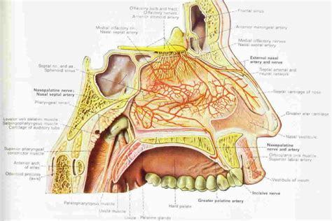 vascularized nasal mucosa