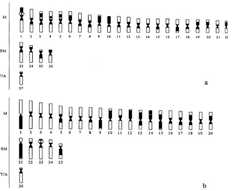 Schematic drawing of the haploid chromosome set representing the C-band ...