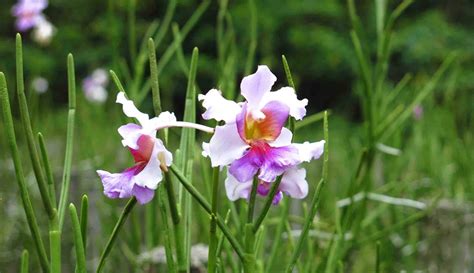 Singapore's National Flower: The Hybrid Orchid