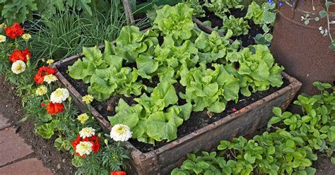 How to Grow Lettuce in Containers | Gardener’s Path - ReportWire