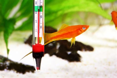 How Poor Water Quality Affects Aquarium Livestock | Tank Water Delivery