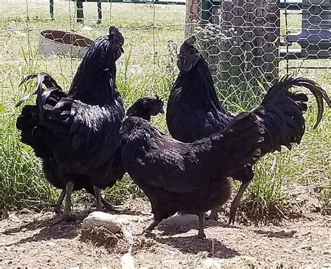 Ayam Cemani Hatching Eggs | Cackle Hatchery®