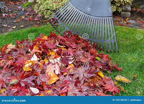 Raking Fall Leaves in Garden Yard Autumn Season Stock Photo - Image of pacific, north: 103158230