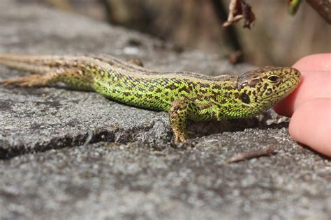 Lizard in your House: 5 Spiritual Meanings