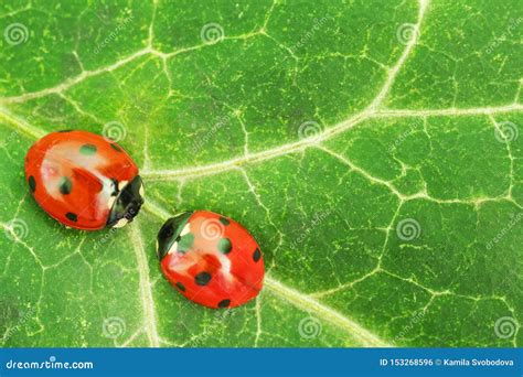 Two red ladybugs stock photo. Image of leaf, purity - 153268596