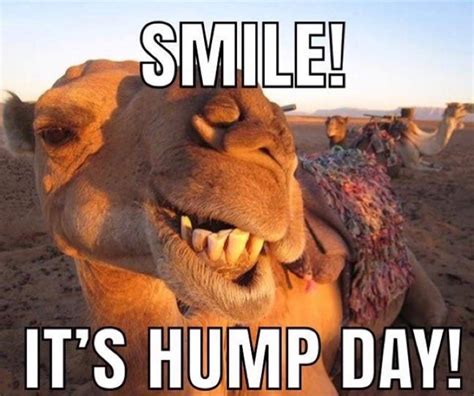 Happy Hump Day Meme