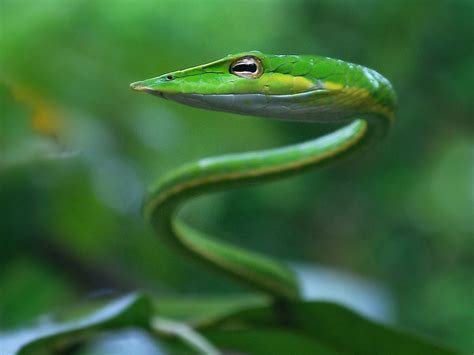 Green vine snake | Vine snake, Snake, Reptiles