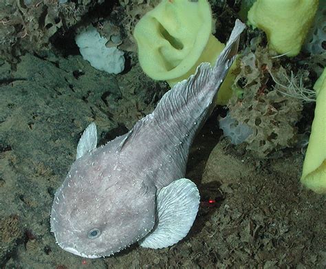 Real Monstrosities: Blobfish Sculpin