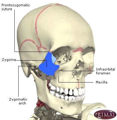 Zygomatic and Nasal Injury – RCEMLearning