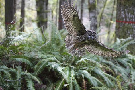 The Northern Spotted Owl is in an “Extinction Vortex” And the U.S. Fish and Wildlife Service ...