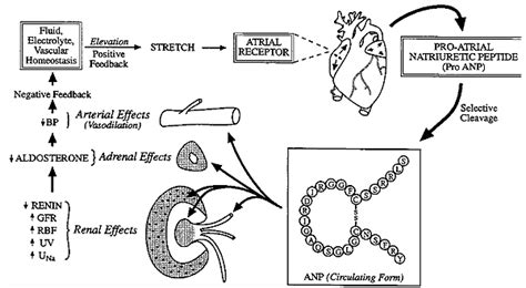 Renin / Angiotensin / Aldosterone / ANP