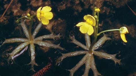 bladderwort | plant | Britannica