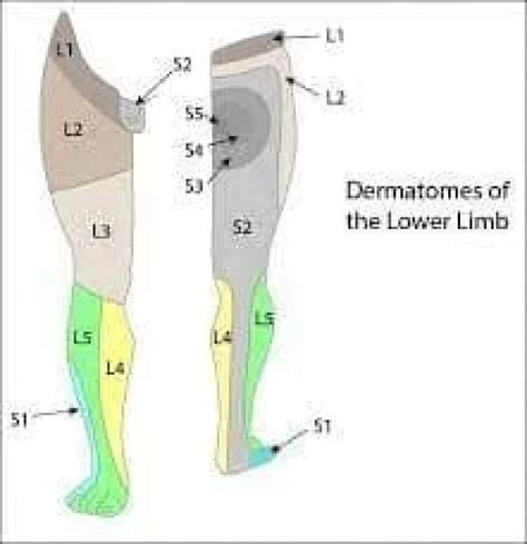 Lower Limb Dermatomes Anatomy, How To Check Dermatomes?