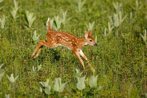 "White-tailed Deer Fawn" by Stocksy Contributor "Paul Tessier" - Stocksy