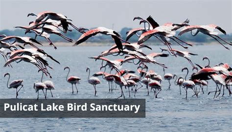 Pulicat Lake Bird Sanctuary