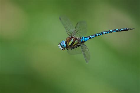 The Dragonfly Photolog - Photolog 2023