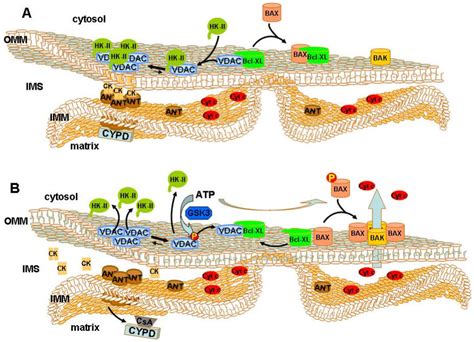 Proposed mechanism of hexokinase-II-mediated protection against outer ...