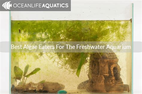 Best Algae Eaters For Freshwater Aquarium | Ocean Life Aquatics