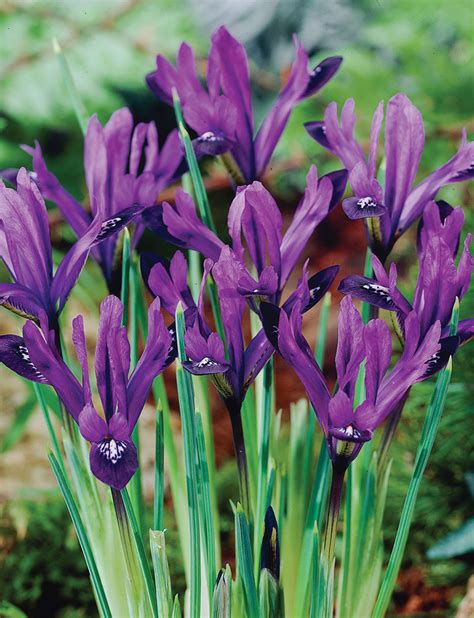 Dwarf Iris Purple Gem - Tesselaar