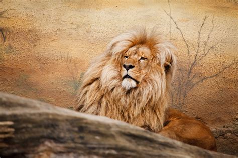 Male Lion Free Stock Photo - Public Domain Pictures