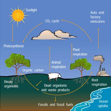 The Environmental Impacts of Industrialization | EcoMENA