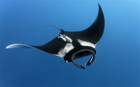 Wallpaper : animals, Stingray, manta rays, cartilaginous fish, manta ray, rays and skates ...