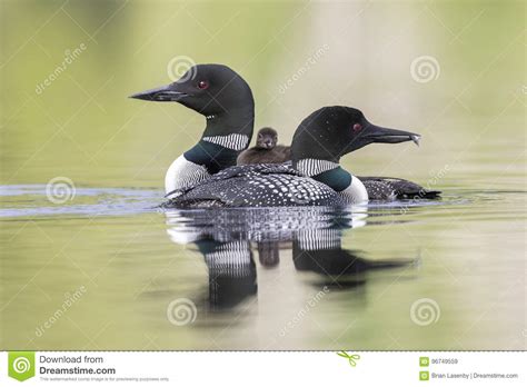 A Week-old Common Loon Chick Rides on Its Mother`s Back As Its F Stock ...