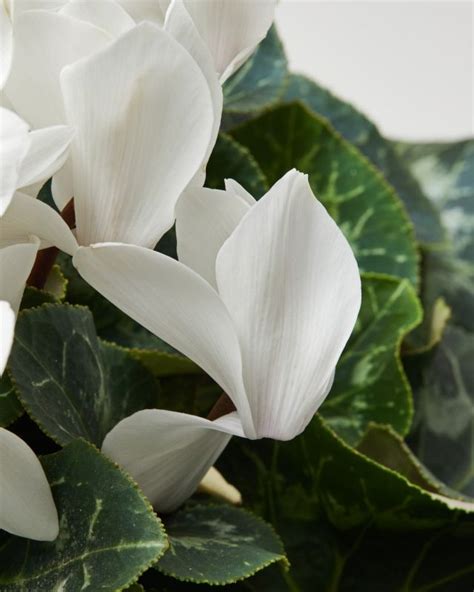 Cyclamen White