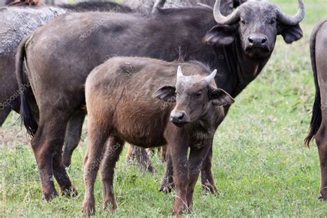 Baby Water Buffalo — Stock Photo © nstanev #3655398