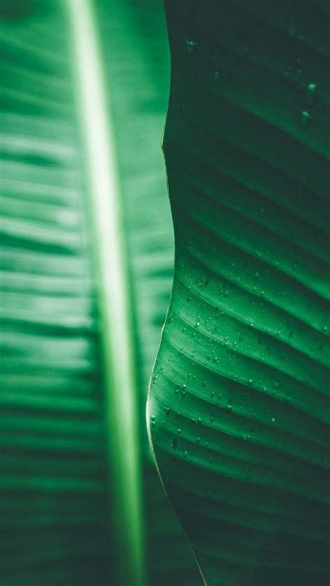 Banana leaf green eye protection landscape. Background HD phone wallpaper | Pxfuel