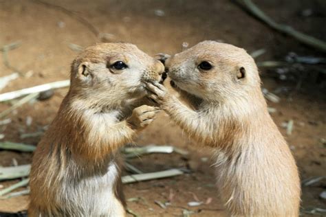 San Francisco Zoo announces naming contest for newborn prairie dogs | Local News ...