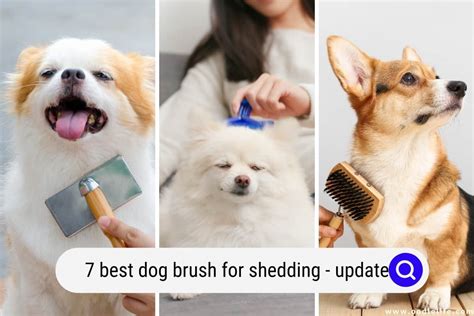 7 Best Dog Brush For Shedding (2024 Update) - OodleLife®