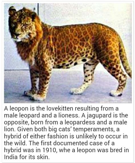 Leopons